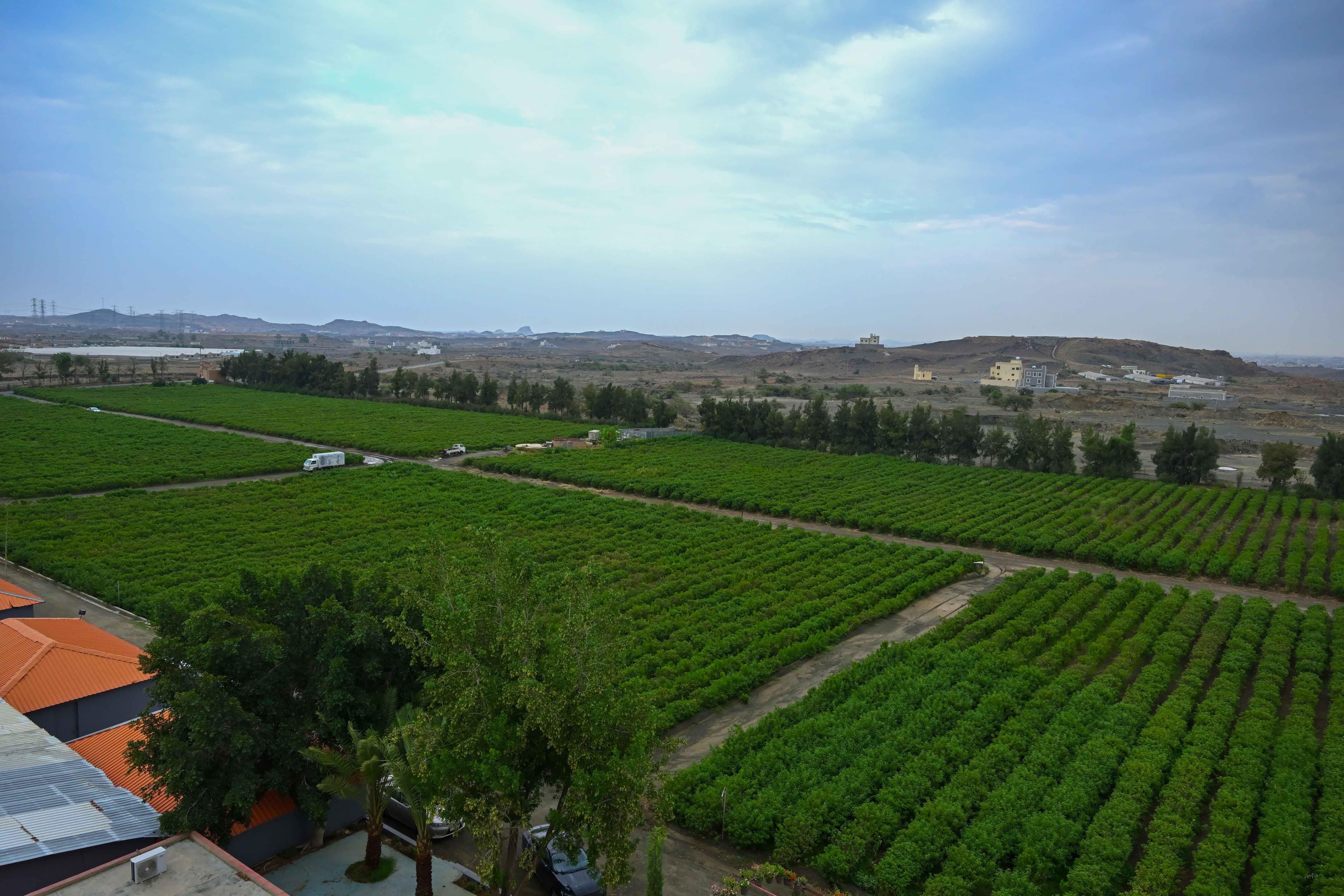 Saudi agricultural fields